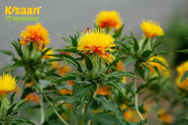 Safflower (कुसुम)